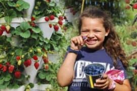 Fruit Picking for Kids in Pearland Texas