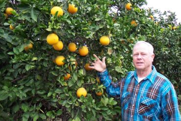 Fruit Picking for Kids in Pharr Texas