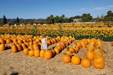 Fruit Picking for Kids in Pomona California