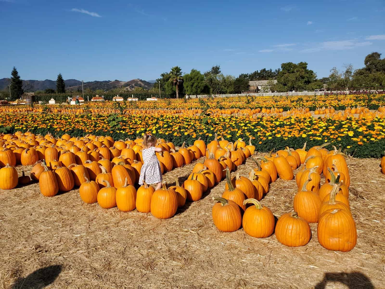 Fruit Picking for Kids in Pomona California