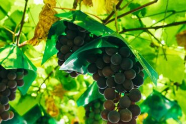 Fruit Picking for Kids in Punggol