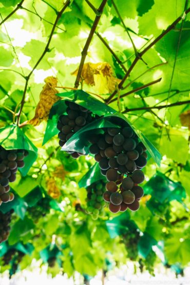 Fruit Picking for Kids in Punggol