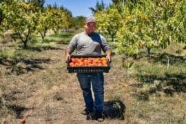 Fruit Picking for Kids in Rancho Cordova California