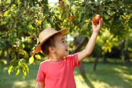 Fruit Picking for Kids in Renton Washington