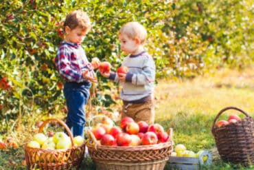 Fruit Picking for Kids in Richardson Texas