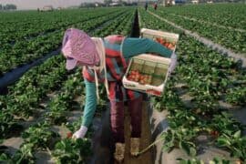 Fruit Picking for Kids in Salinas California