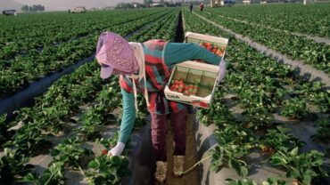 Fruit Picking for Kids in Salinas California