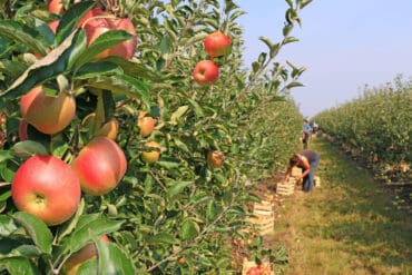 Fruit Picking for Kids in San Bernardino California