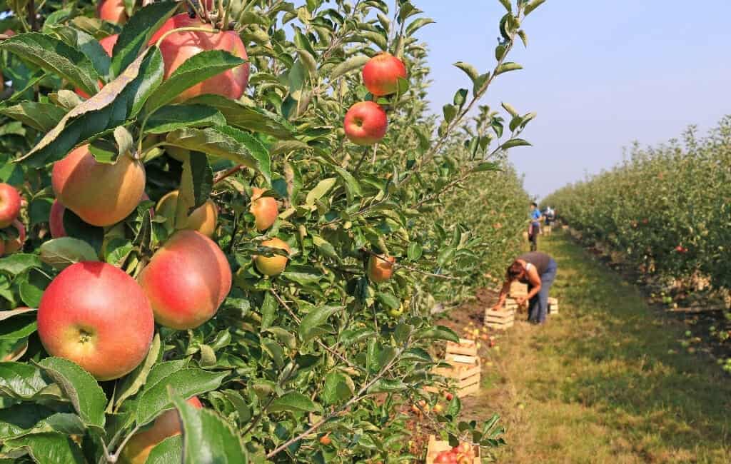 Fruit Picking for Kids in San Bernardino California