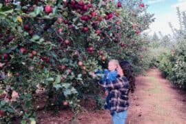 Fruit Picking for Kids in San Mateo California