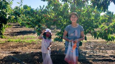 Fruit Picking for Kids in San Ramon California