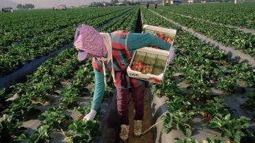 Fruit Picking for Kids in Santa Maria California