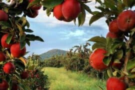 Fruit Picking for Kids in South Hill Washington