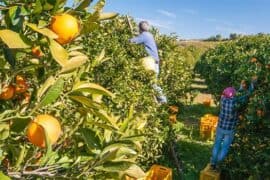 Fruit Picking for Kids in Southern Hong Kong Island