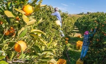 Fruit Picking for Kids in Southern Hong Kong Island