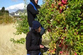 Fruit Picking for Kids in Spokane Valley Washington