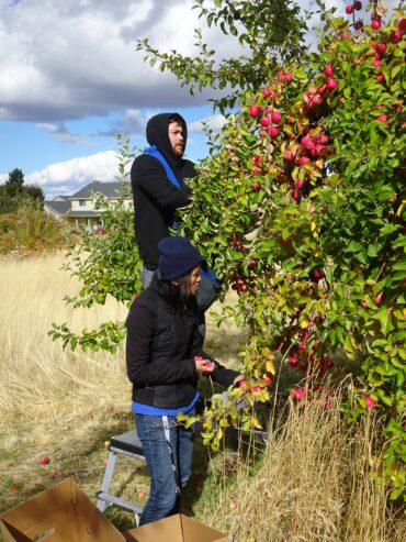 Fruit Picking for Kids in Spokane Valley Washington