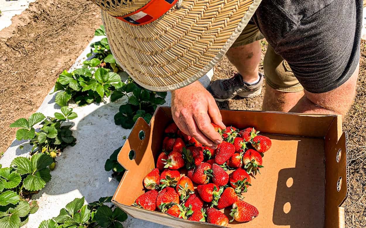 Fruit Picking for Kids in Spring Texas