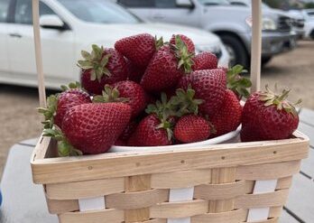 Fruit Picking for Kids in Temecula California