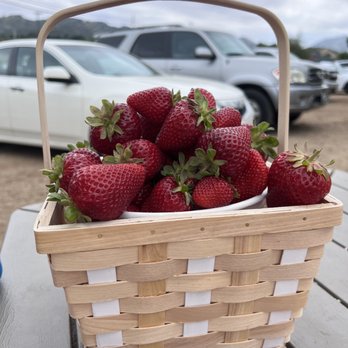 Fruit Picking for Kids in Temecula California