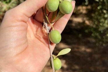 Fruit Picking for Kids in Tracy California