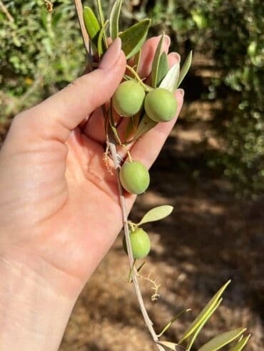 Fruit Picking for Kids in Tracy California