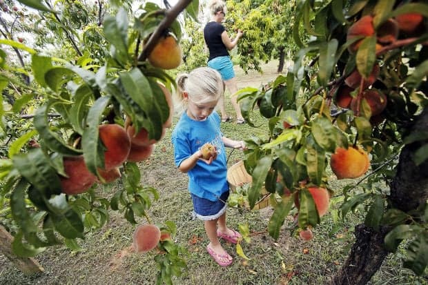 Fruit Picking for Kids in Tucson Arizona