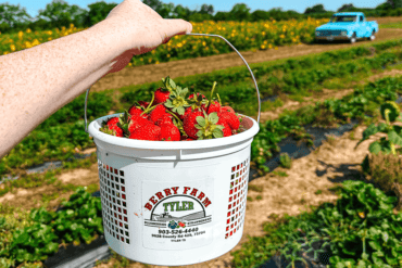 Fruit Picking for Kids in Tyler Texas