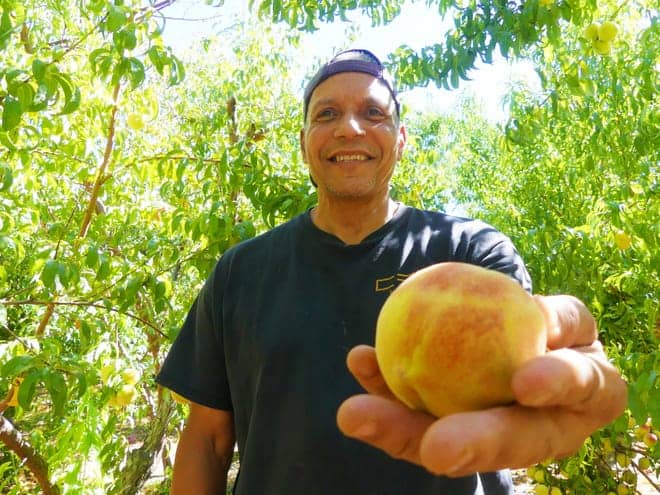 Fruit Picking for Kids in Victorville California