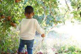 Fruit Picking for Kids in Warner Robins Georgia