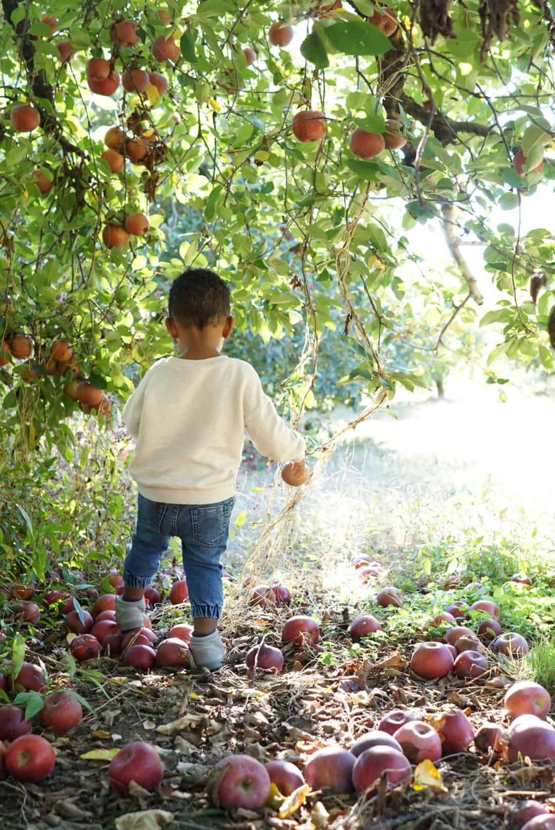 Fruit Picking for Kids in Warner Robins Georgia