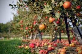 Fruit Picking for Kids in West Valley City Utah