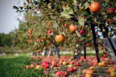 Fruit Picking for Kids in West Valley City Utah