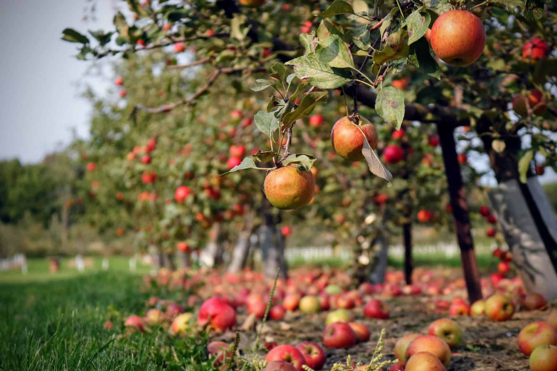 Fruit Picking for Kids in West Valley City Utah