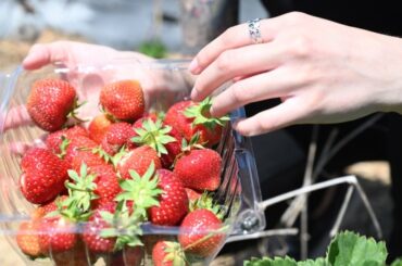 Fruit Picking for Kids in Westminster California