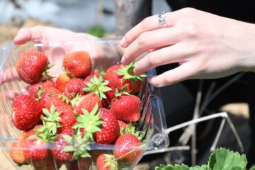 Fruit Picking for Kids in Westminster California