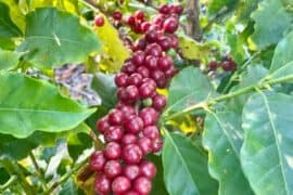 Fruit Picking for Kids in Whittier California