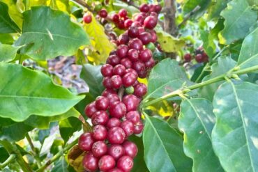 Fruit Picking for Kids in Whittier California