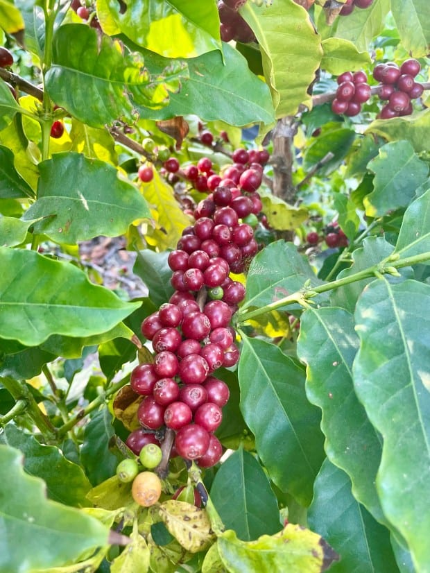 Fruit Picking for Kids in Whittier California