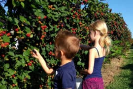 Fruit Picking for Kids in Wichita Kansas