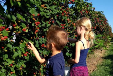 Fruit Picking for Kids in Wichita Kansas