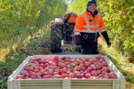 Fruit Picking for Kids in Yakima Washington