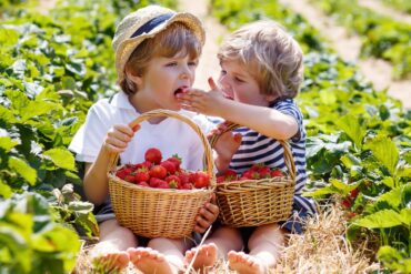 Fruit Picking for Kids in Yuen Long New Territories