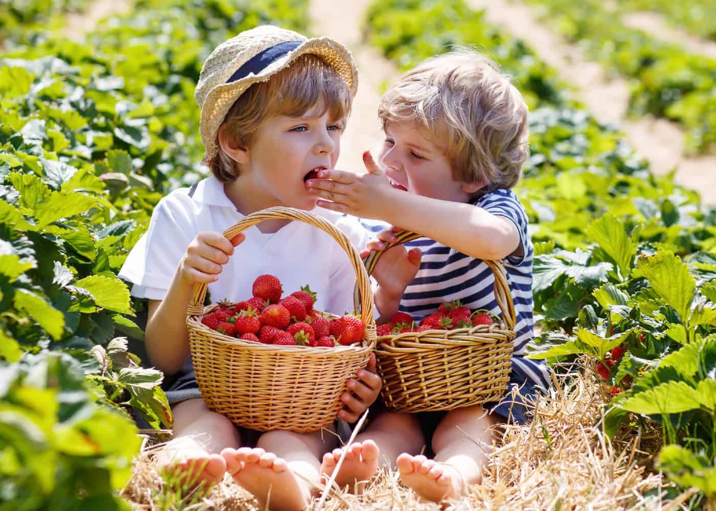 Fruit Picking for Kids in Yuen Long New Territories