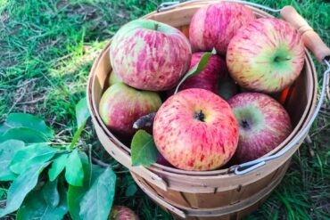 Fruit Picking in Abilene Texas