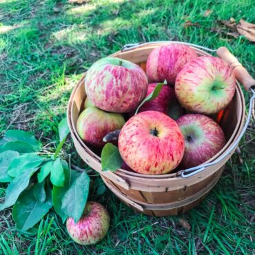 Fruit Picking in Abilene Texas