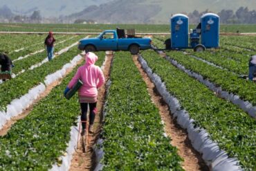 Fruit Picking in Alameda California