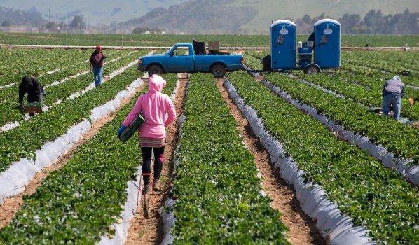 Fruit Picking in Alameda California