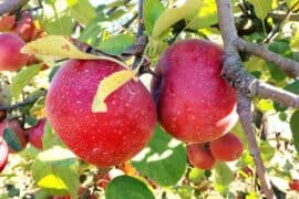 Fruit Picking in Albany Georgia