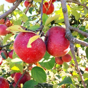 Fruit Picking in Albany Georgia